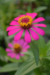 Obraz premium pink flower