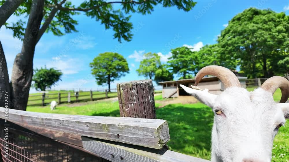 Fototapete 山羊、ヤギ、羊、動物、動物園、やぎ、餌、餌付け、えさ、もぐもぐ、牧場、牧畜、家畜、顔、畜産業、体験、餌やり、角、哺乳類、草食、自然、飼育、草原、ひげ、口、かわいい、日本、食べる、風景、屋外、放牧、食事、酪農、畜産、植物、牧草、草食動物、野原、農場、白、生物、アップ、青空、囲い、柵、食肉、酪農家、給餌、フリーストールバーン、搾乳