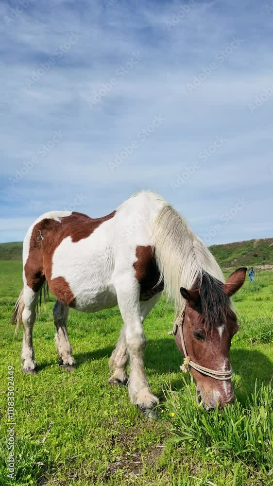 Fototapete 馬、牧場、動物、草原、放牧、ウマ、食べる、牧草地、食事、飼育、自然、環境、野生、ローアングル、地平線、パノラマ、青空、SDGs、畜産業、牧畜、家畜、放し飼い、観光、旅行、観光客、サファリパーク、動物園、風景、景色、草食、草、平原、食む、もぐもぐ、競走馬、乗馬、広角、草地、放牧地、サステナビリティ、屋外、牧草、晴れ、干支、迫力、午年、酪農、畜産、野原、散歩