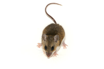 white-footed mouse (Peromyscus leucopus) on white background
