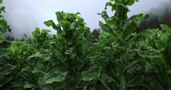 Green stem lettuce crops in garden