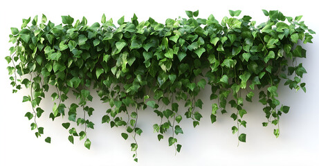 Naklejka premium hanging plant with lush green vines and leaves, isolated on a white background