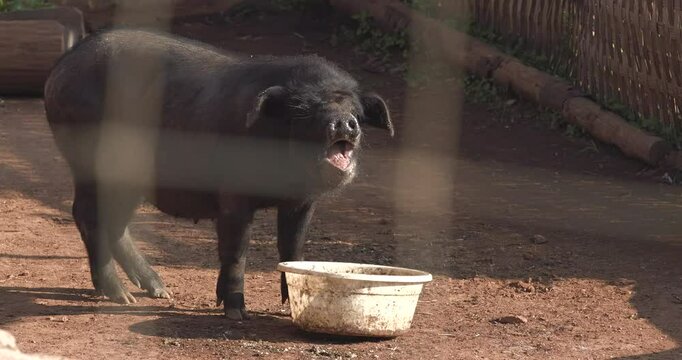 An Asian domestic pig in the early morning on a farm