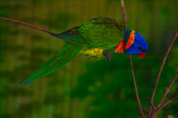 Rainbow lorikeet, Red collared Lorikeet, Orange collared lorikeet parrot