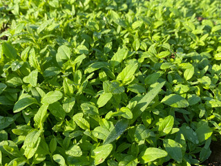 Obraz premium Close up of fresh young spinach on a farm