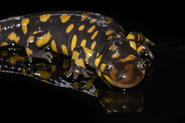 Tiger Salamander (Ambystoma tigrinum) on Black Background
