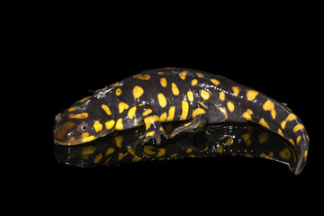 Tiger Salamander (Ambystoma tigrinum) on Black Background