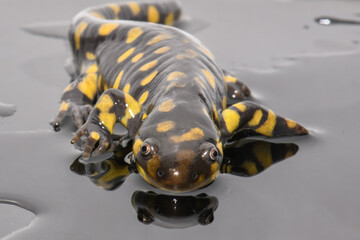 Tiger Salamander (Ambystoma tigrinum) on Black Background
