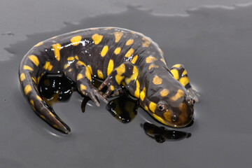 Tiger Salamander (Ambystoma tigrinum) on Black Background