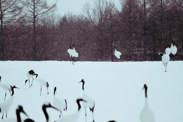 Fototapeta premium Red crowned cranes dancing, in Japan Red-crowned crane in turui-mura hokkaido japan
