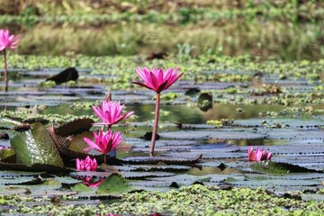 pink water lily