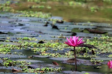 pink water lily