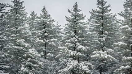 Fototapeta premium Pine trees blanketed in snow in maines acadia national park on a quiet winter day, Ai Generated