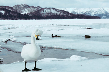 Swans on the Lake Kussharo, Hokkaido there are swans in the snow, sometimes alone, sometimes in a group. They have black feet.