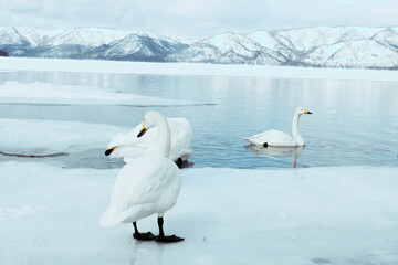 Swans on the Lake Kussharo, Hokkaido there are swans in the snow, sometimes alone, sometimes in a group. They have black feet.