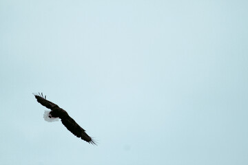 Fototapeta premium Photos of Hokkaido Red-crowned Crane Nature Reserve, with eagle Adult Steller's sea eagle landed and spread of wing. Steller's sea eagle (Scientific name: Haliaeetus pelagicus).