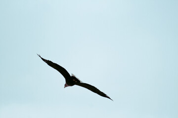 Obraz premium Photos of Hokkaido Red-crowned Crane Nature Reserve, with eagle Adult Steller's sea eagle landed and spread of wing. Steller's sea eagle (Scientific name: Haliaeetus pelagicus).