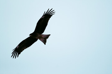 Obraz premium Photos of Hokkaido Red-crowned Crane Nature Reserve, with eagle Adult Steller's sea eagle landed and spread of wing. Steller's sea eagle (Scientific name: Haliaeetus pelagicus).