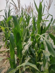 Fototapeta premium a corn plant with flowers growing on it