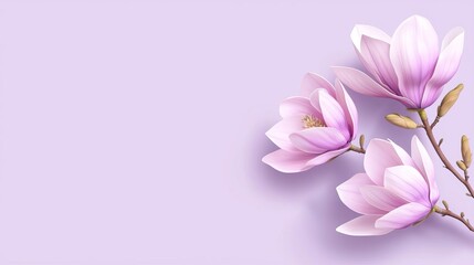 Fototapeta premium Delicate pink magnolia blossoms gracefully contrast against a soft lavender background, symbolizing beauty and tranquility in nature.