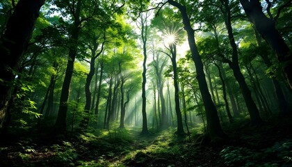 Fototapeta premium forest, trees, nature, tree, landscape, misty, sun, mist, path, fog, light, green, woods, autumn, woodland, spring, sunlight, foliage, wood, foggy, leaf, environment, summer, park, trail
