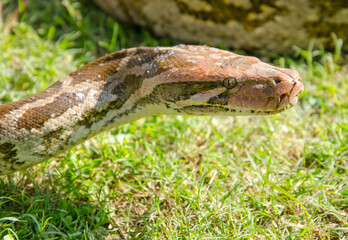 Python Snake Closeup portrait on Green Grass