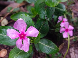 flowers in the garden
