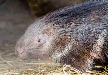 Close-up of porcupine at Lahore Zoo, Pakistan