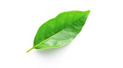 Obraz premium Bay Leaf Isolated on White Background - A Symbol of Flavor and Tradition. The Green Bay Leaf with Its Distinctive Shape and Texture, Standing Alone Against the Purity of White. Its Curves and Veins