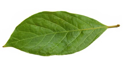 Obraz premium Bay Leaf Isolated on White Background - A Symbol of Flavor and Tradition. The Green Bay Leaf with Its Distinctive Shape and Texture, Standing Alone Against the Purity of White. Its Curves and Veins