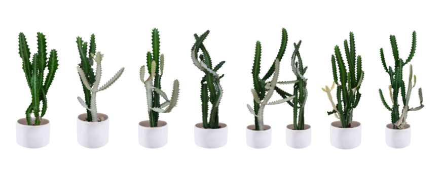 Collection Cactus Dark green and soft white In a white ceramic pot. Isolated on white background. total 8 trees. 	