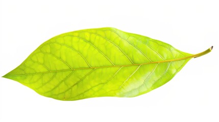 Obraz premium Bay Leaf Isolated on White Background - A Symbol of Flavor and Tradition. The Green Bay Leaf with Its Distinctive Shape and Texture, Standing Alone Against the Purity of White. Its Curves and Veins