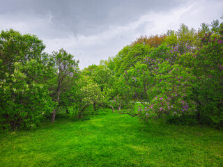 Obraz premium Lilac garden trees, nature spring time.