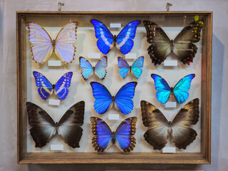 Collection of colorful Morpho Butterflies.