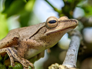 frog on a leaf