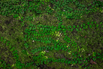 Moss plants on the rock surface. Natural green background