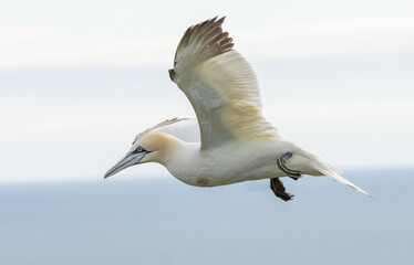 Fototapeta premium Northern Gannet on breeding rocks of Bempton cliffs, UK