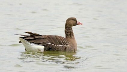 Obraz premium Great white-fronted Goose (Anser albifrons) close up
