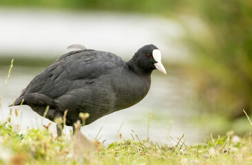 Obraz premium Coot swimming in the marsh
