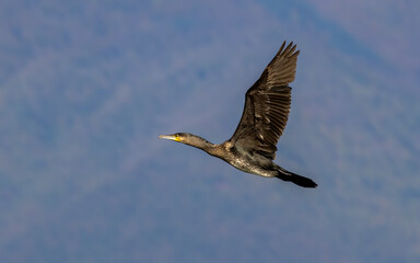 Great Cormorant (Phalacrocorax carbo) in natural habitat
