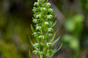 Fototapeta premium Frog Orchid (Coeloglossum viride) macro photography