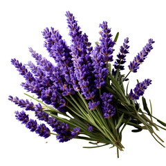 Obraz premium The lavender, the ingredient of perfume