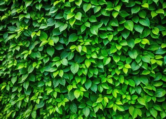 Fototapeta premium Tranquil Green Wall of Small Leaves, Soft Light Enhancing Texture for Serene Architectural Photography