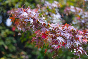 紅葉