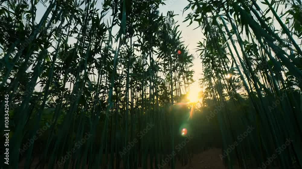 Aufkleber camera pan through a bamboo forest at twilight, soft light filters through trees, creating dappled e