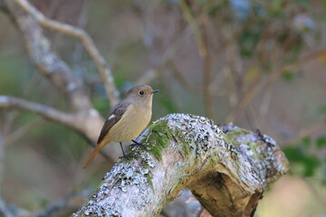 Daurian Redstart taking a rest on a tree branch