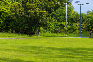 Green meadow with tree forest in citty public park sunny day