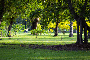 Green meadow with tree forest in citty public park sunny day