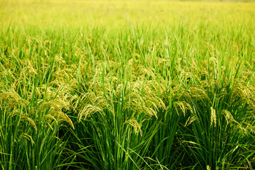Obraz premium Ripe rice in the countryside farm,autumn harvest season