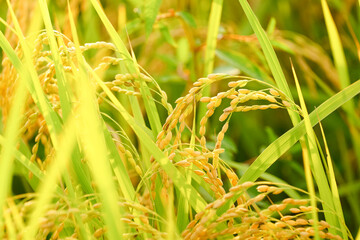 Ears of rice before harvest, close-up, rice fields in autumn